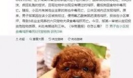 紫狗内鬼爆料视频,视频揭露惊人内幕